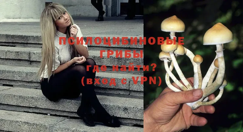 Галлюциногенные грибы Psilocybe  где найти   Джанкой 